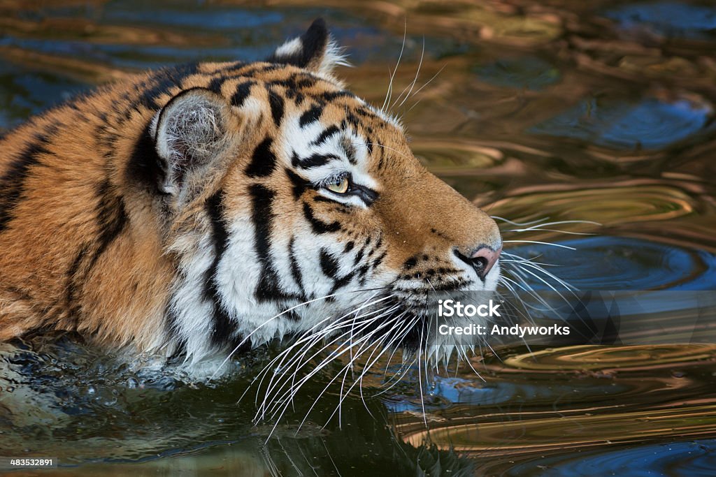 Sibirischer Tiger Schwimmen - Lizenzfrei Tiger Stock-Foto