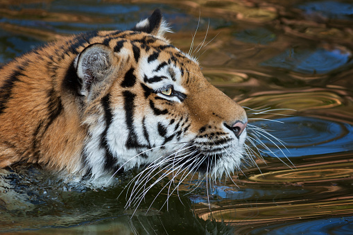 Siberian tiger swimming in a lake.