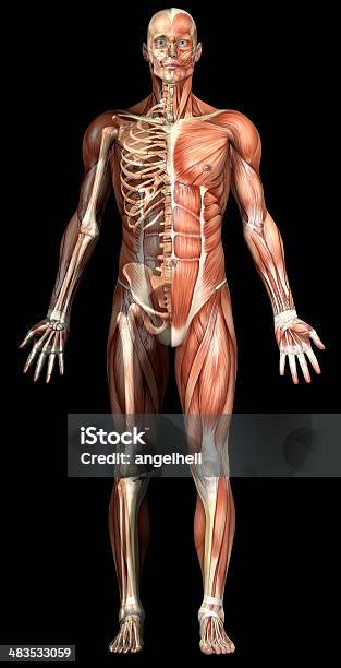Anatomy of Muscles and Bones