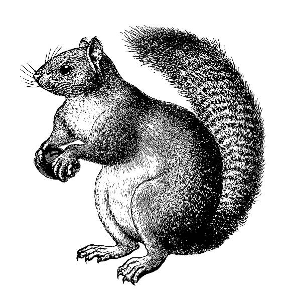 squirrel - engraved image illustrations stock illustrations