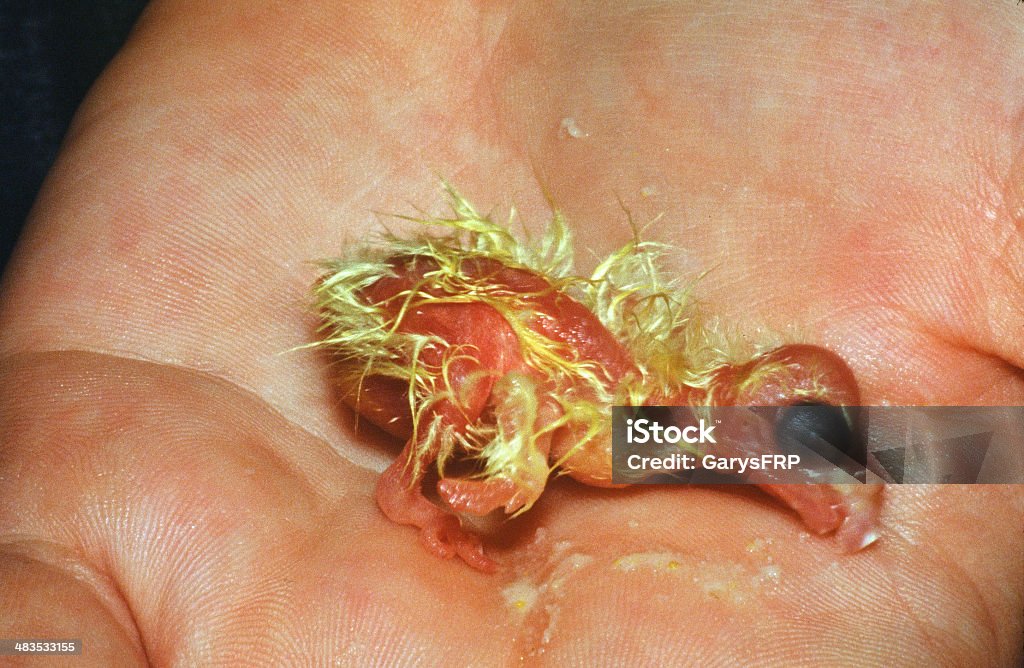 Recent Hatch Cockatiel Chick Bird in Hand Young A newly hatched chick Cockatiel held in a hand. This photo was taken with 35mm film and scanned. Edited in Photoshop. Animal Stock Photo