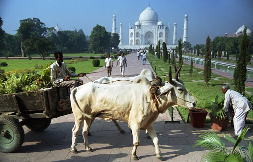Agra, India - October 10, 1995: An ox cart full with ornamental plants. Gardeners of Taj Mahal are working to place new plants around. The people at the background are visitors of Taj Mahal, a mausoleum located in Agra, India. It is one of the most recognizable structures in the world. Oxen can pull heavier loads, and pull for a longer period of time than horses.