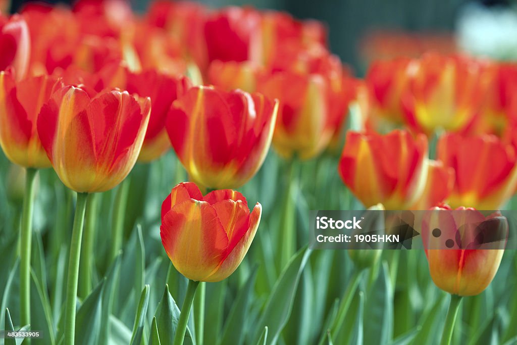 Czerwone i żółte Tulipany w Botanic Ogród - Zbiór zdjęć royalty-free (Bez ludzi)
