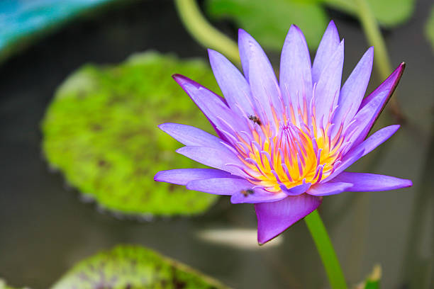 istock Purple Lotus blooming 483534528