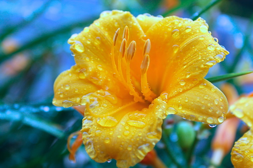 Flores danza de la lluvia photo