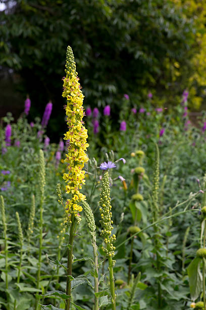 Mullein flor amarela - fotografia de stock