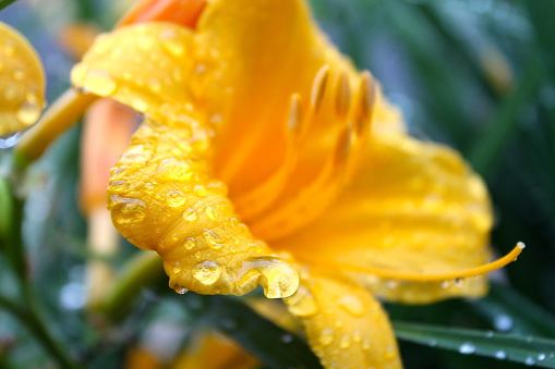 Flores en lluvia photo
