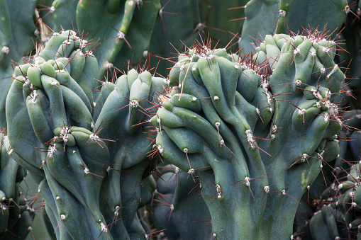 Tropical plant cactus cactaceae, cereus hildmannianus monstrose