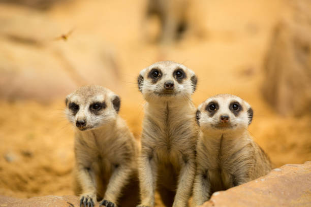 meerkats sie suchen etwas - erdmännchen stock-fotos und bilder