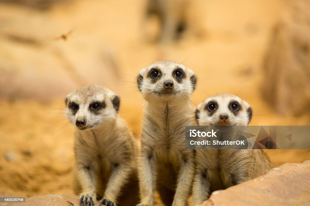 Meerkats looking something Meerkats looking something in natural wild Meerkat Stock Photo