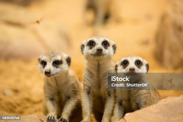 Meerkats Looking Something Stock Photo - Download Image Now - Meerkat, Zoo, Africa