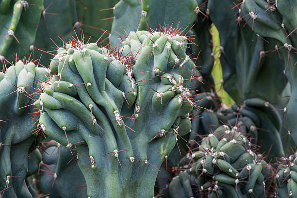 cereus repandus cactaceae, hildmannianus'monstrose' - cactus spine fotografías e imágenes de stock