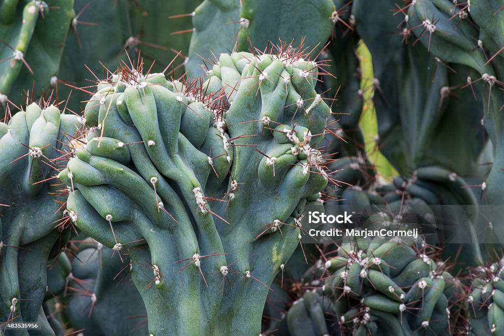 Cactus Cactaceae, Cereus Hildmannianus 'Monstrose' Tropical plant cactus cactaceae, cereus hildmannianus monstrose Cactus Stock Photo
