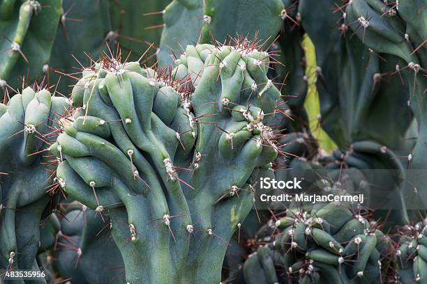 Cactus Cactaceae Cereus Hildmannianus Monstrose Stock Photo - Download Image Now - Cactus, Peru, 2015