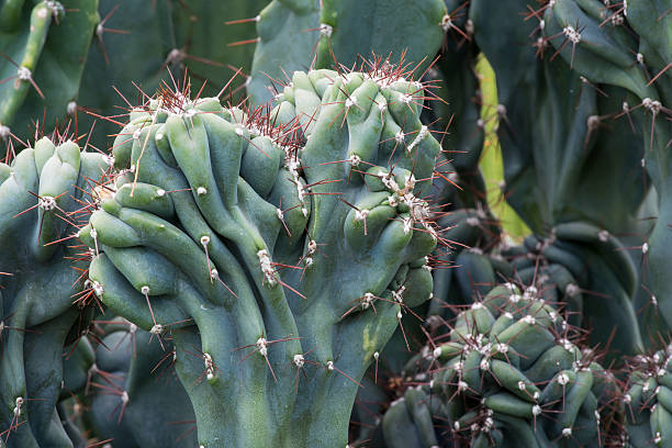 кактус cactaceae, cereus hildmannianus'monstrose» - cactus spine стоковые фото и изображения