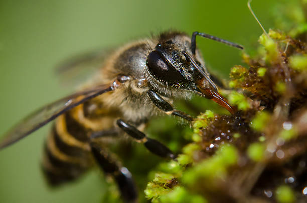 istock Honey Bee on Flower, Close Up Macro 483535994
