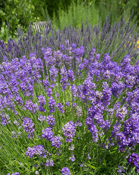 istock Lavender Flowers In Cottage Garden 483536812
