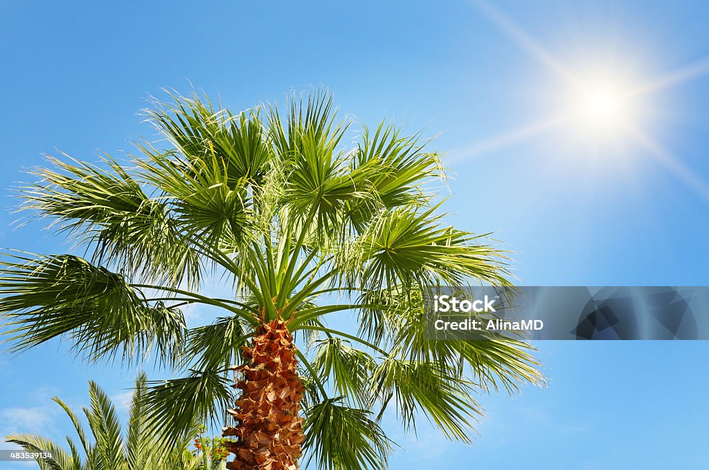 tropical palm and blue sky tropical palm on background of blue sky 2015 Stock Photo