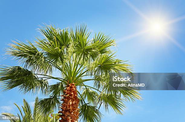 Tropical Palm And Blue Sky Stock Photo - Download Image Now - 2015, Backgrounds, Beauty In Nature