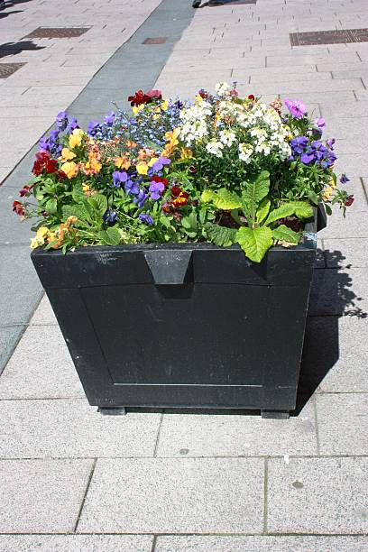 istock Flowers in Spring Gothenburg Sweden 483543642