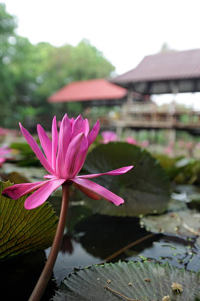 THAILAND AYUTTHAYA GARDEN LOTUS FLOWER A water lily garden in a hotel park in the temple city of Ayutthaya north of Bangkok in Thailand. tropische bloem stock pictures, royalty-free photos & images