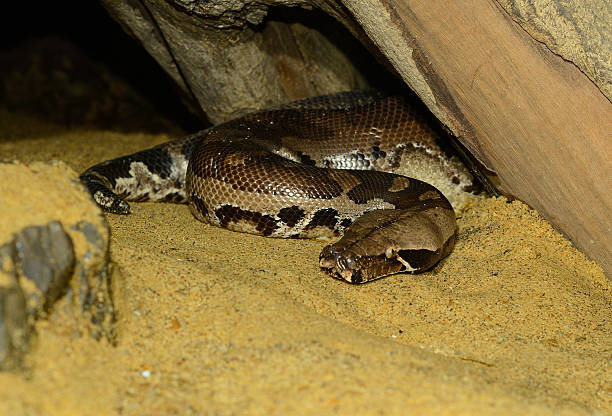 Blood Python (Python curtus) beautiful Blood Python (Python curtus) sleeping in terrarium blood python pics stock pictures, royalty-free photos & images