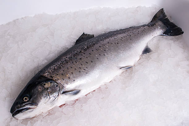 Fresh Salmon on ice LaksFresh beautiful Salmon on ice pike place market stock pictures, royalty-free photos & images