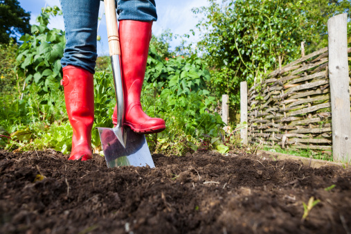 Gardening stock photo of a gardener wearing bright red wellies digging over soil in a vegetable patch.