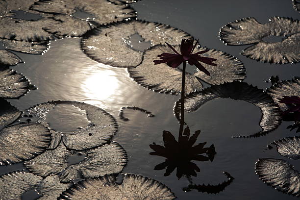 THAILAND AYUTTHAYA GARDEN LOTUS FLOWER A water lily garden in a hotel park in the temple city of Ayutthaya north of Bangkok in Thailand. tropische bloem stock pictures, royalty-free photos & images