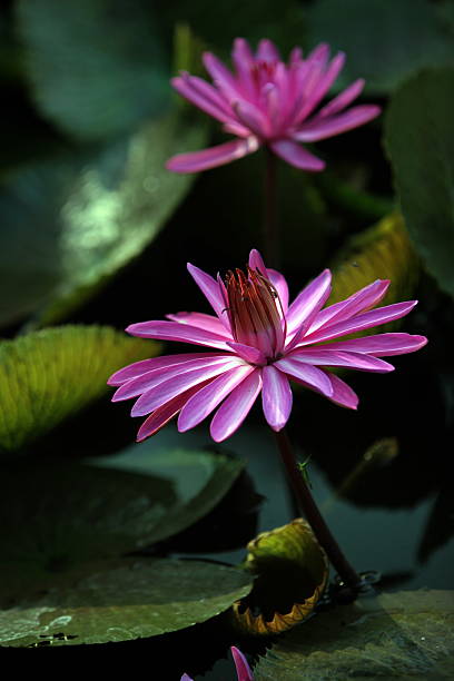 THAILAND AYUTTHAYA GARDEN LOTUS FLOWER A water lily garden in a hotel park in the temple city of Ayutthaya north of Bangkok in Thailand. tropische bloem stock pictures, royalty-free photos & images