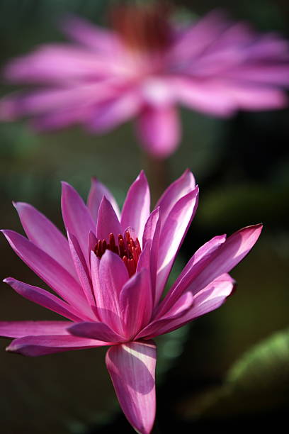 THAILAND AYUTTHAYA GARDEN LOTUS FLOWER A water lily garden in a hotel park in the temple city of Ayutthaya north of Bangkok in Thailand. tropische bloem stock pictures, royalty-free photos & images