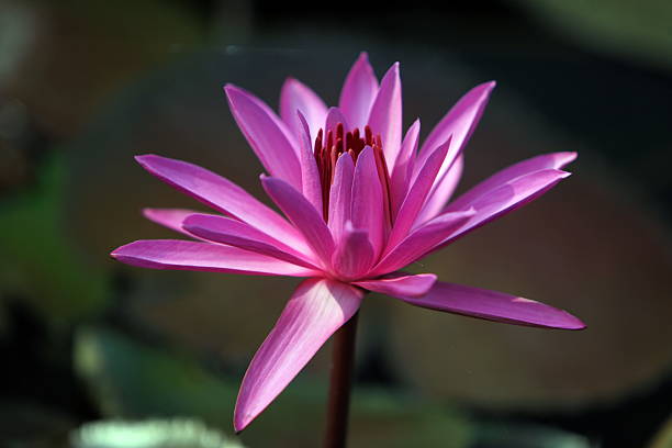 THAILAND AYUTTHAYA GARDEN LOTUS FLOWER A water lily garden in a hotel park in the temple city of Ayutthaya north of Bangkok in Thailand. tropische bloem stock pictures, royalty-free photos & images