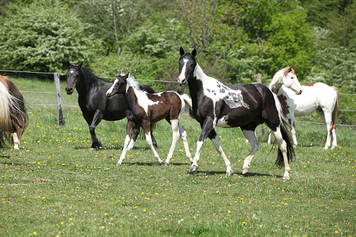 Very various batch of horses running on pasturage in spring
