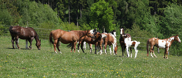 istock Very various batch of horses running on pasturage 483546214