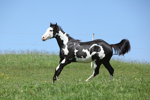 Gorgeous black and white stallion of paint horse running on spring pasturage