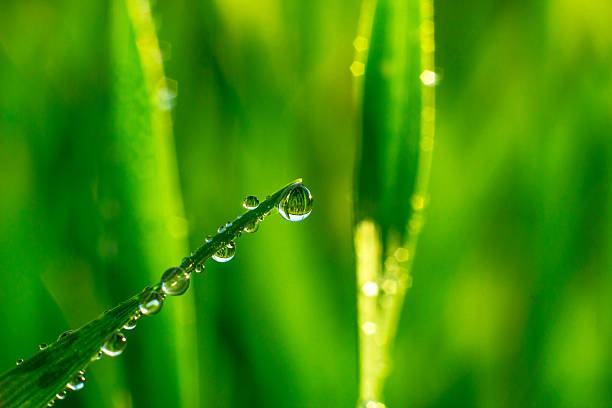 istock Morning dew on blades of wheatgrass 483546231
