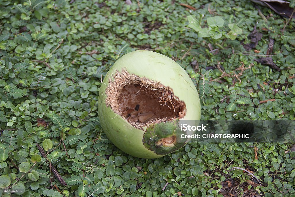 Joven coconu bocadillo - Foto de stock de Abierto libre de derechos