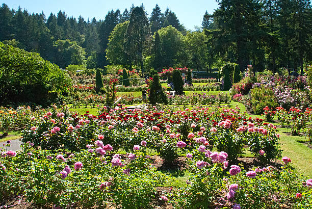 パブリックガーデンでポートランド - formal garden garden path bench flower ストックフォトと画像