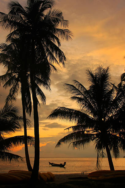 istock Tropical beach with palm trees at sunrise 483546675