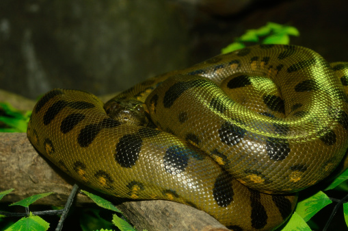 Stock photo showing close-up of the head of an Indian python (Python molurus) featuring the nostrils and pit organs. This reptile is also known as the Asian rock python, black-tailed python or Indian rock python.