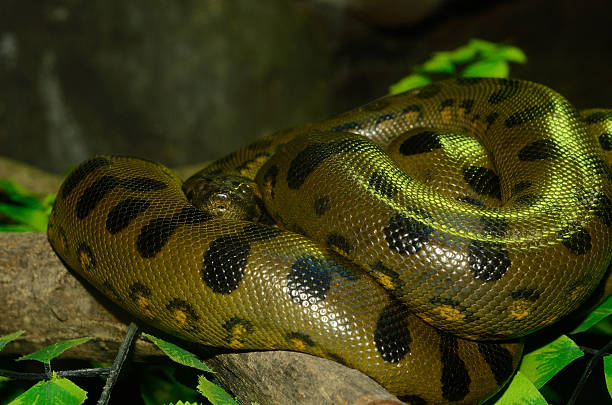 Green Anaconda (Eunectes murinus) beautiful Green Anaconda (Eunectes murinus) sleeping in terrarium anaconda snake stock pictures, royalty-free photos & images