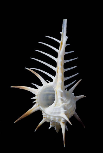 Pectel Shell 590+ Shell Pecten Stock Photos, Pictures & Royalty-Free Images - iStock