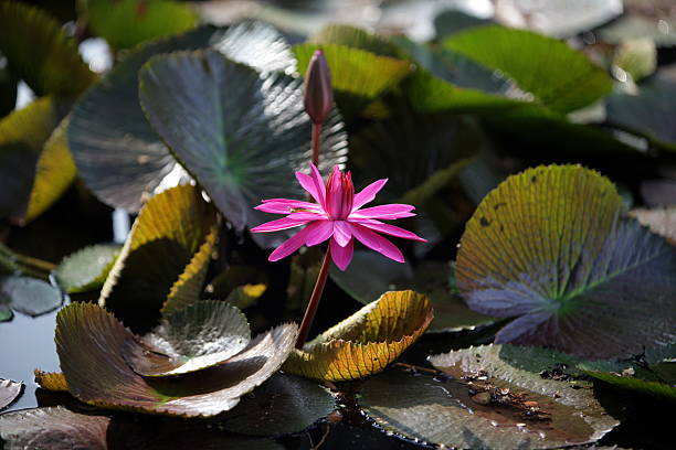 THAILAND AYUTTHAYA GARDEN LOTUS FLOWER A water lily garden in a hotel park in the temple city of Ayutthaya north of Bangkok in Thailand. tropische bloem stock pictures, royalty-free photos & images