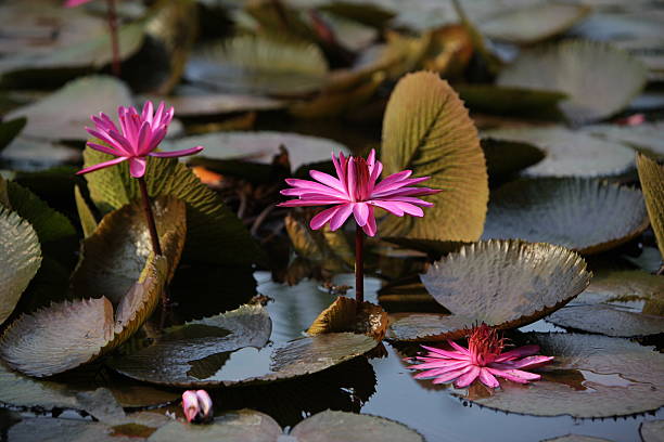 THAILAND AYUTTHAYA GARDEN LOTUS FLOWER A water lily garden in a hotel park in the temple city of Ayutthaya north of Bangkok in Thailand. tropische bloem stock pictures, royalty-free photos & images