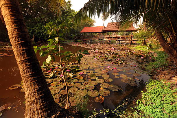 THAILAND AYUTTHAYA GARDEN A water lily garden in a hotel park in the temple city of Ayutthaya north of Bangkok in Thailand. tropische bloem stock pictures, royalty-free photos & images