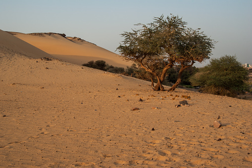 Olive tree cultived in Sahara desert, Egypt