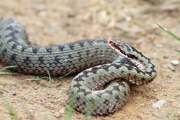 female common adder ready to strike female common european adder ready to strike ( Vipera berus ) common adder stock pictures, royalty-free photos & images