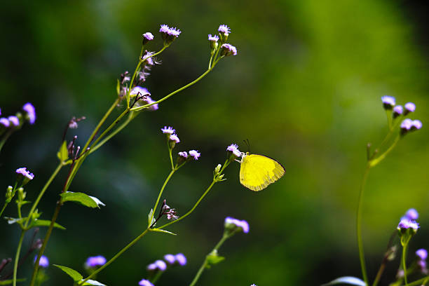 istock The beautiful butterfly Da Ma National Park - Vietnam 483552072