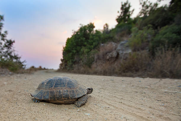 istock Tortoise on the mountain road, Turkey, summer 483552342