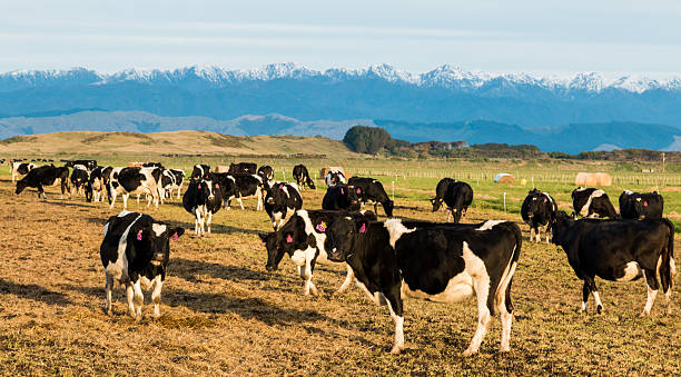 istock New Zealand Winter Cows 483552714